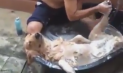 Golden Retriever cinsi köpeğin banyo keyfi