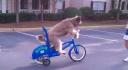 Bisiklete binen köpek
