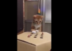 Delik kutudaki parmağı yakalamaya çalışan kedi